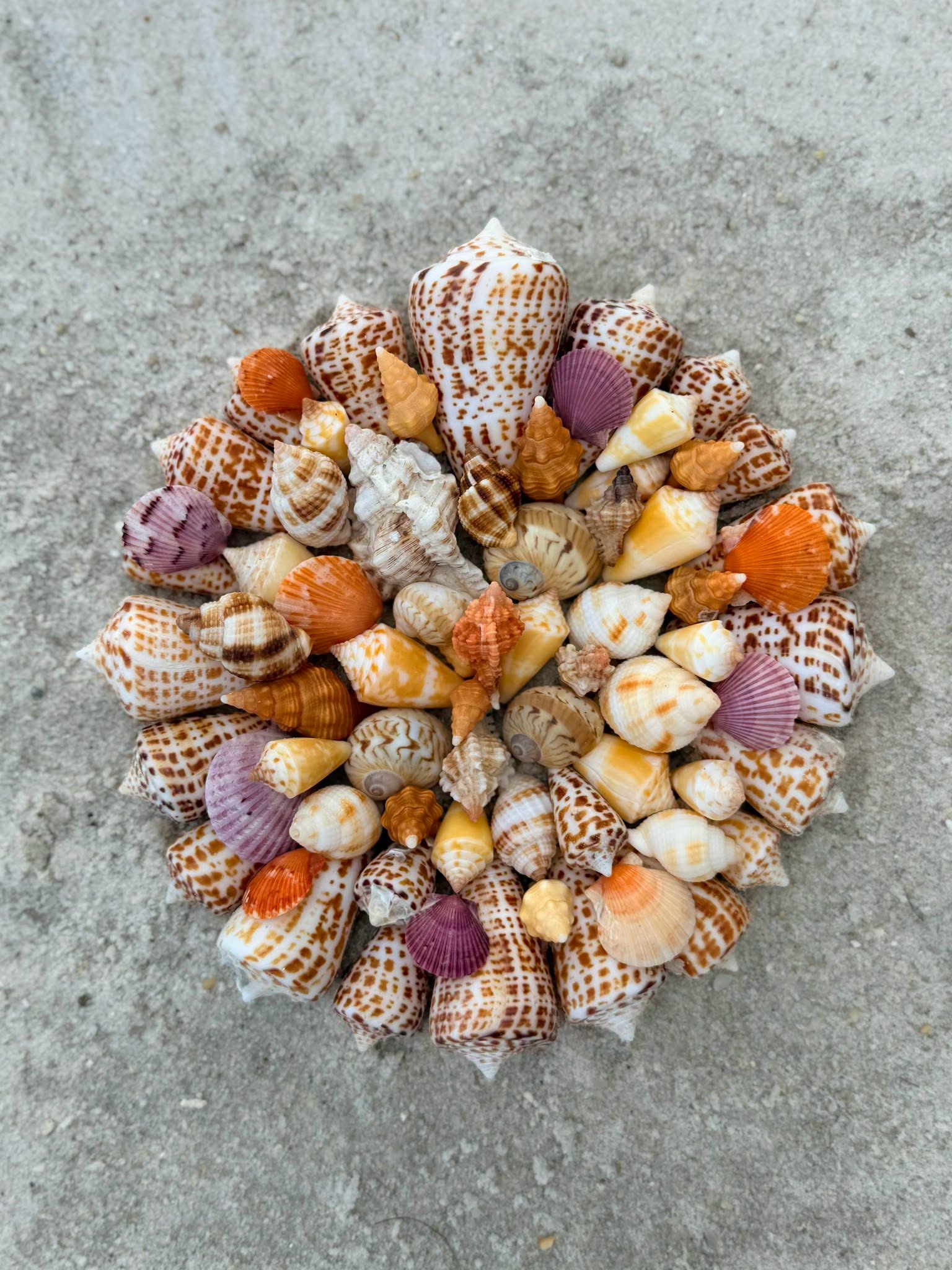 Colorful shell collected on a Naples beach